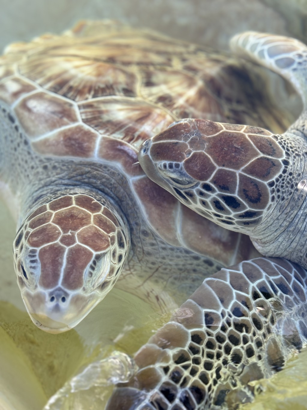 Cayman Turtle Centre: A Family Adventure&nbsp;Awaits